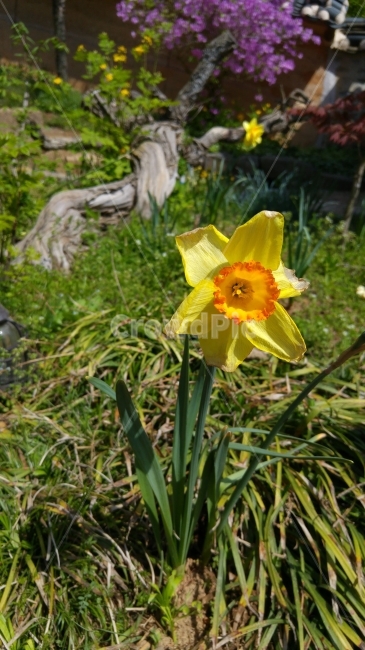 타는꽃,수선화,한여름,들꽃,꽃,노란꽃,식물,자연,plants,nature,꽃,flower
