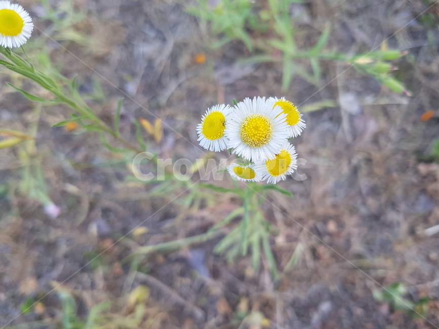 꽃,산책,식물,봄,감성