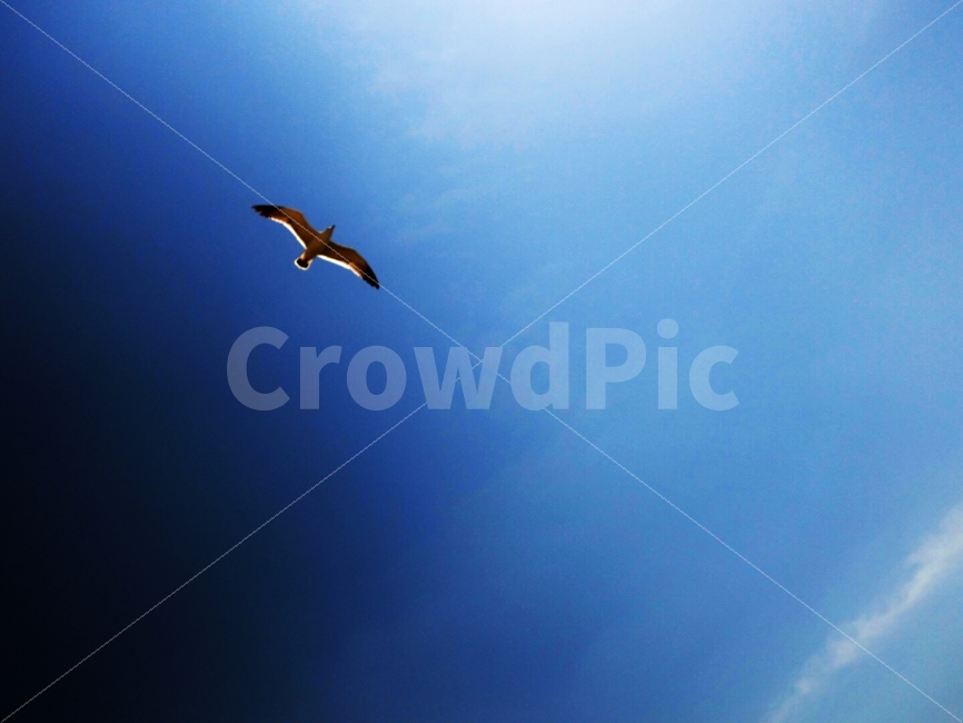 갈매기,가을하늘,날개,자유,쓸쓸함,동물,animal,조류,새,birds