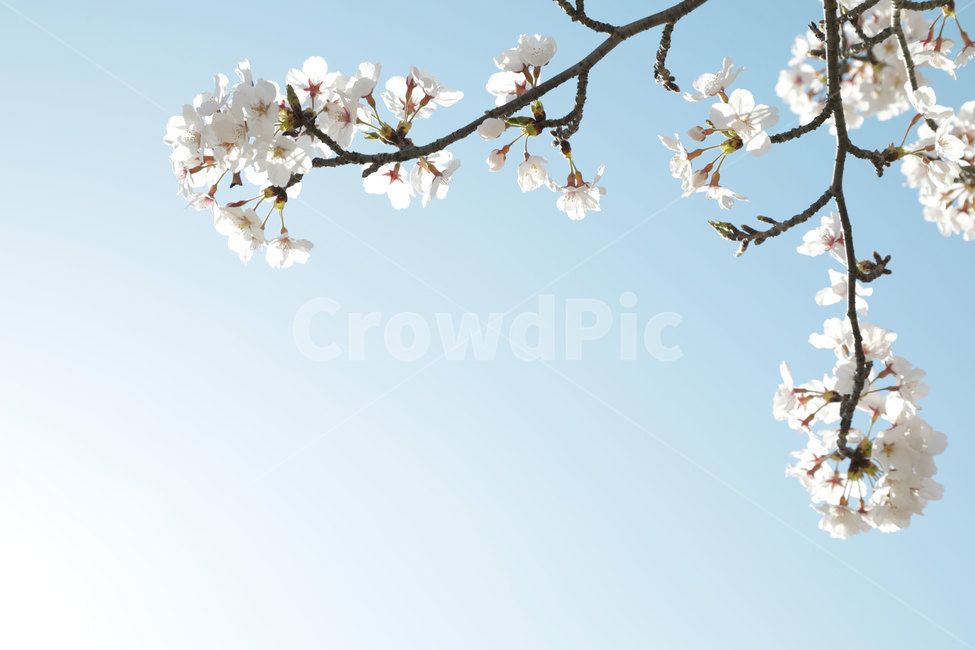 봄,벚꽃,벛꽃,감성,사쿠라,spring,배경화면,바탕화면,flower