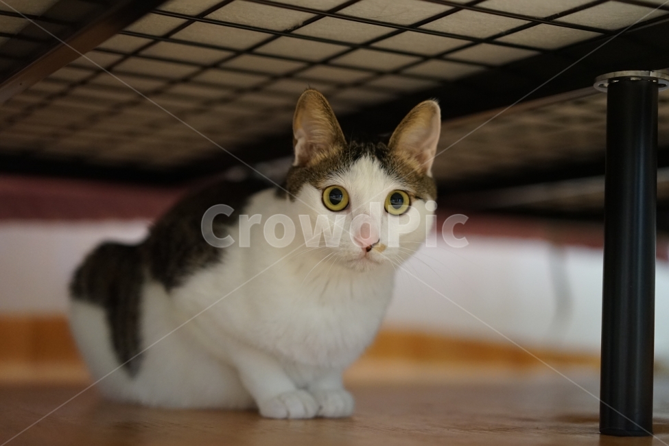 고양이,애완동물,미묘,반려동물,경계심,놀람,코리안숏헤어,코숏,동물,animal,포유류,mammal,고양이,cat,kitten,kitty