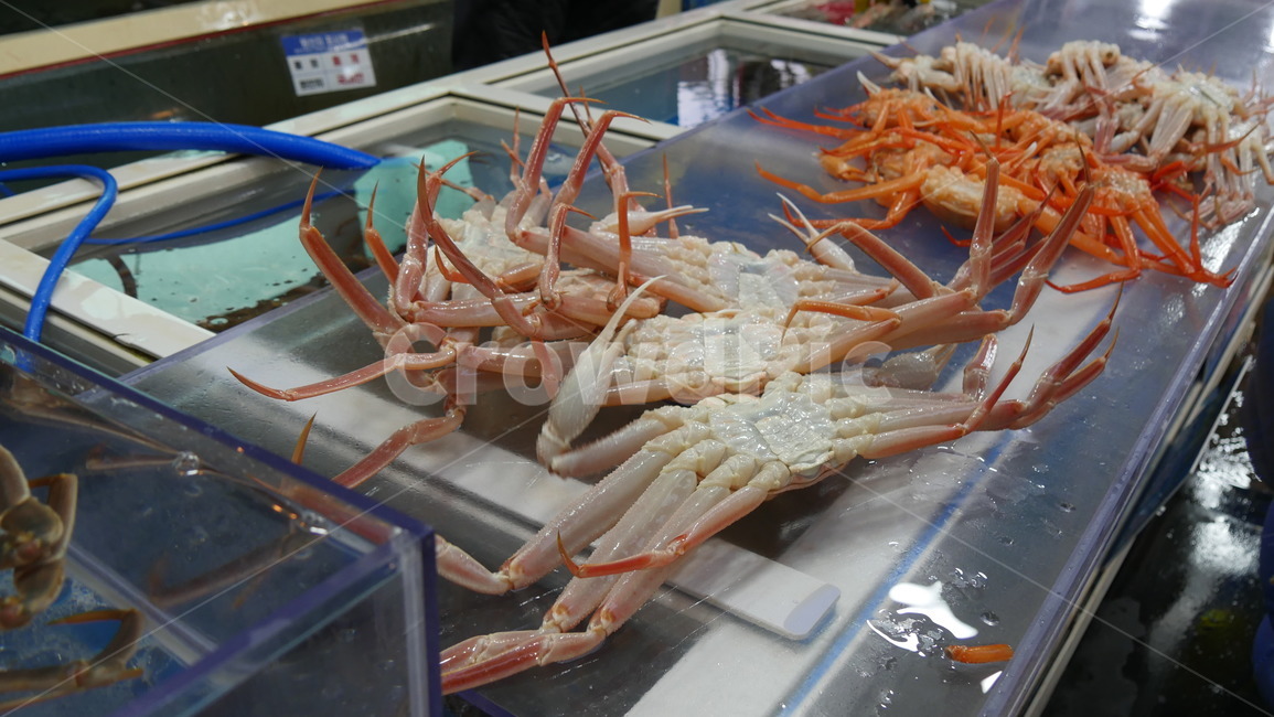 해물,대게,수족관,저녘,조명,수산물,해산물,fishery products,seafood