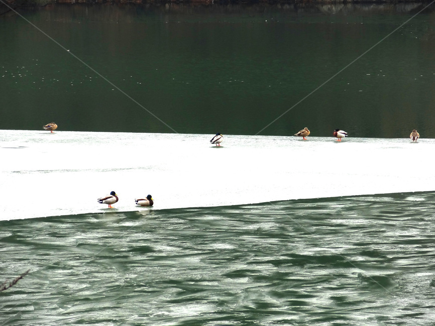 청둥오리,겨울,봄,해빙,호수,얼음,계절,winter,spring,ducks,동물,animal,lake,ice,bird,새,물,water,풍경,landscape,자연,야생,nature,wild,겨울,계절,winter,season,자연,풍경,nature,landscape,동물,animal,조류,새,birds