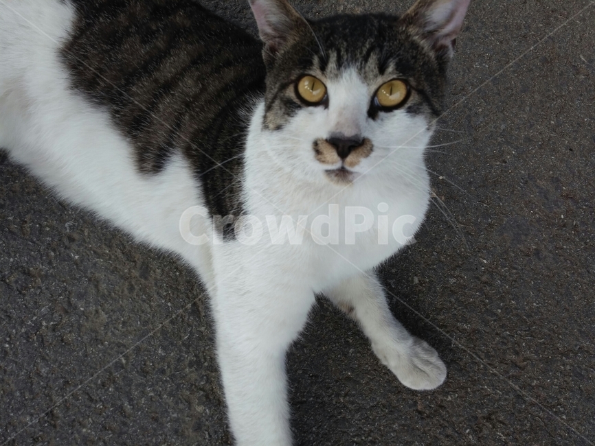 길고양이,고양이,동물,cat,animal,pet,동물,animal,포유류,mammal,고양이,cat,kitten,kitty