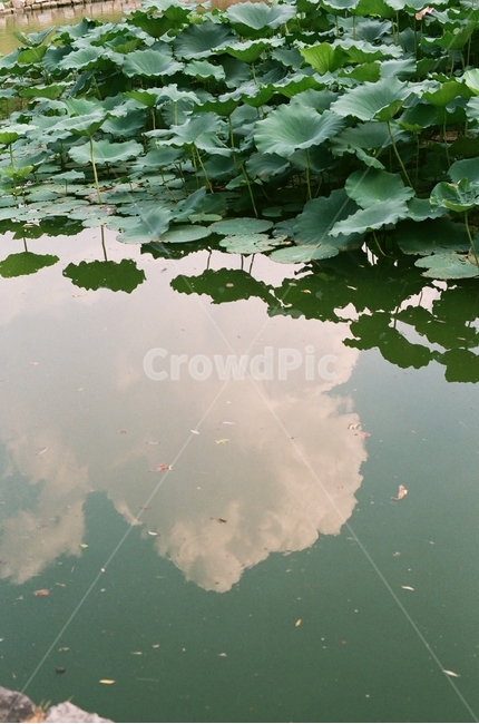 연꽃,구름,반영,하늘,감성,식물,자연,plants,nature