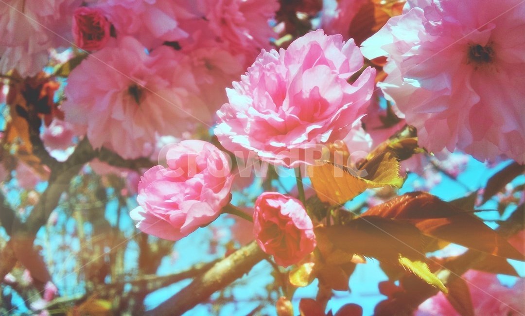 겹벚꽃,봄꽃,봄,꽃,cherryblossom,분홍꽃,분홍,pink,flower,blossom,plant,식물,자연,plants,nature,꽃,flower
