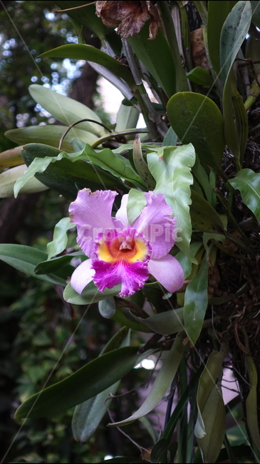 plant,식물,blossom,꽃,flower,난초,난꽃,orchid