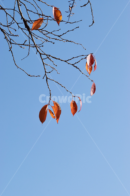 가을,하늘,낙엽,나뭇가지,감성,가을,계절,fall,autumn,season,animal,동물,bird,새,plant,식물,leaf,잎