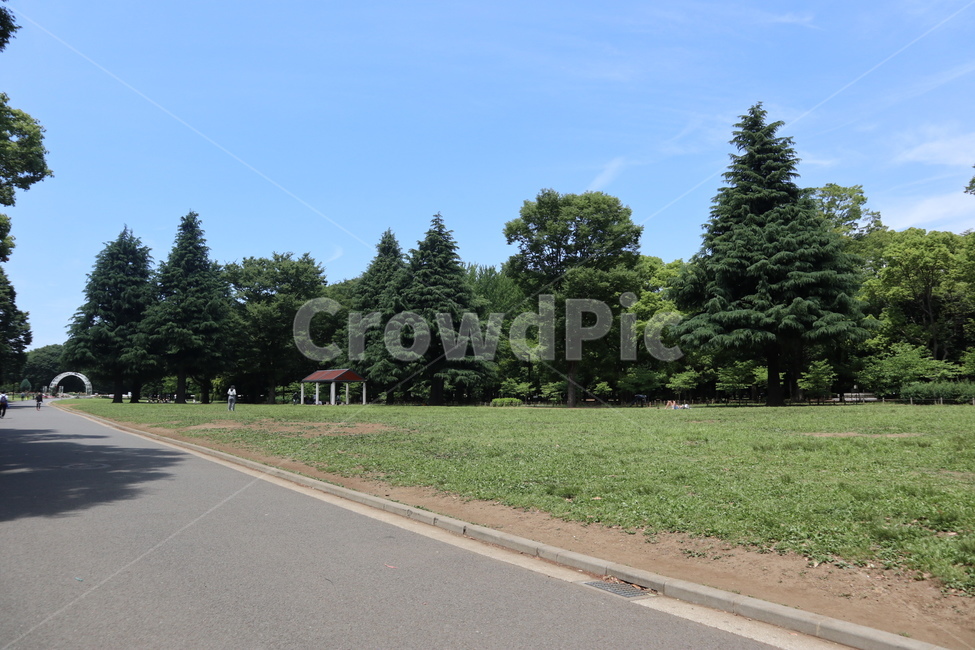 tree,나무,plant,식물,road,도로,자연,nature,garden,정원,treetrunk,나무줄기,자연,풍경,nature,landscape