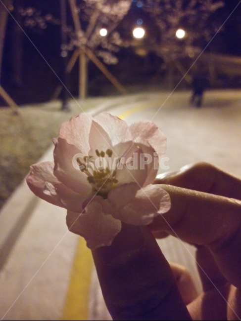 왕벚꽃,봄,밤,식물,plant,prunus,yedoensis,밤산책,손,한송이,꽃,flower