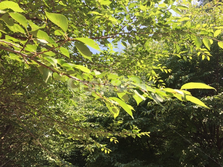 나뭇잎,나무,자연,숲,나뭇가지,자연,풍경,nature,landscape,식물,plants,tree,plant
