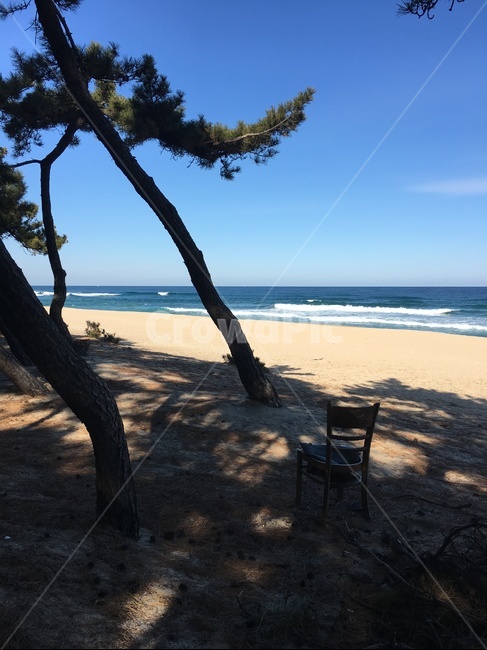 해변,소나무,겨울바다,beach,pinetree,송정해변,송정,자연,풍경,nature,landscape,해변,바다,beach,sea,tree,나무,plant,식물