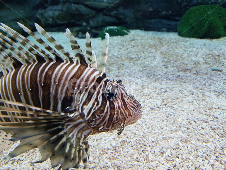 주황물고기,물고기,어류,아쿠아리움,수족관,물,물생활,동물,animal,어류,물고기,fish