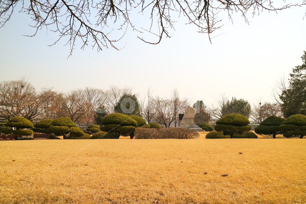 잔디밭,가을,공원,계절,풀밭,들판,나무,나뭇가지,공원풍경,풍경,자연,풍경,nature,landscape,outdoors,옥외