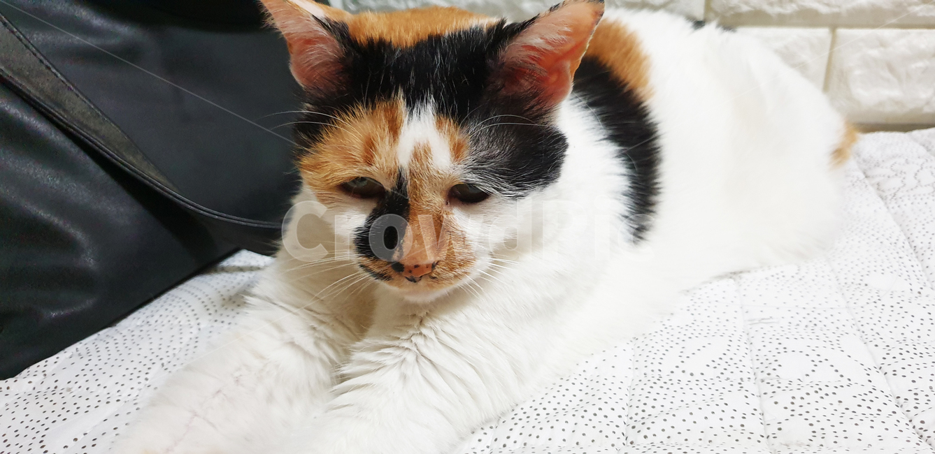 고양이,삼색이,코리안숏헤어,한국고양이,cat,animal