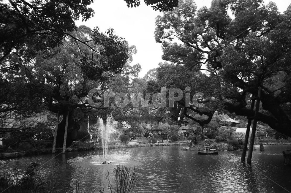 호수,다자이후,일본호수,물가,자연,나무,풍경,연못,자연,풍경,nature,landscape,흑백,모노톤,monochrome,black and white,water,물,outdoors,옥외