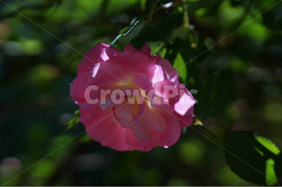 장미,5월,핑크,풍경,꽃,빛,식물,자연,plants,nature,꽃,flower