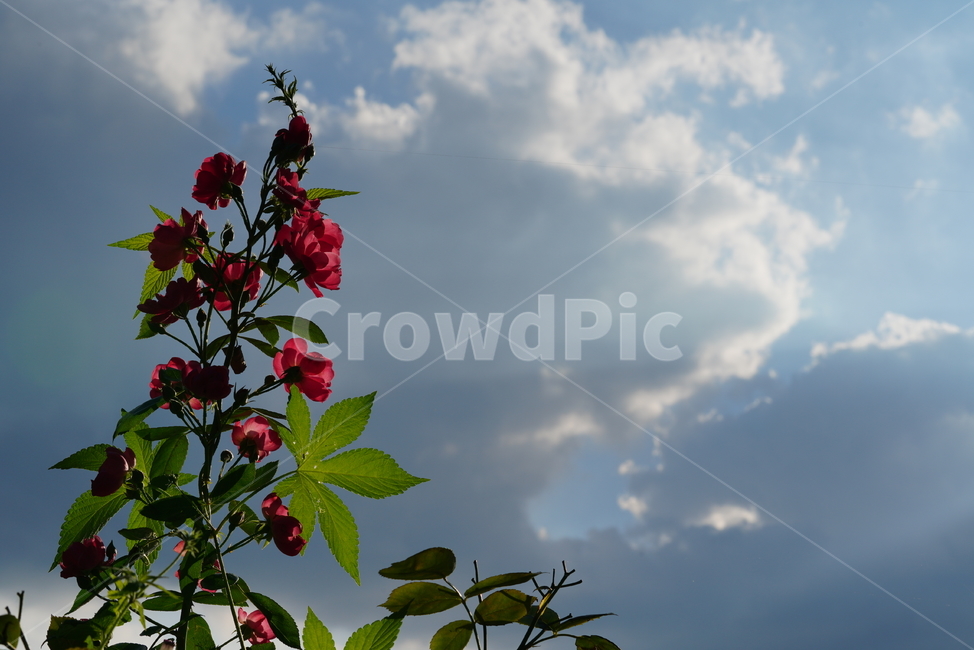 꽃,식물,생물,플라워,flower,plant,cloud,구름,식물,자연,plants,nature,꽃,flower