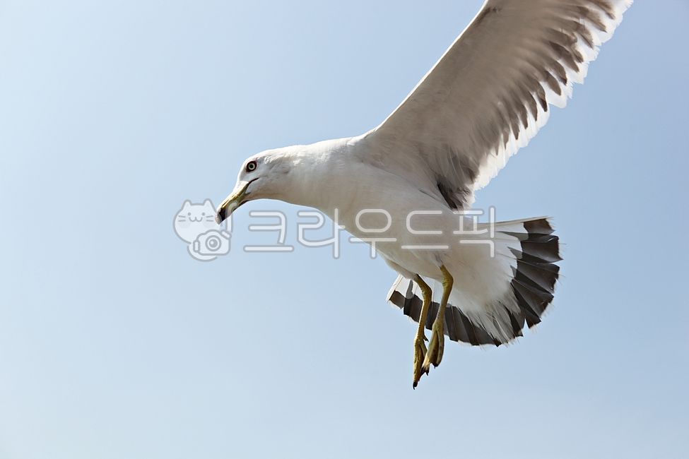 sky,feather,fly,bird,Birds,animal,Seagull,wing,flapping wings