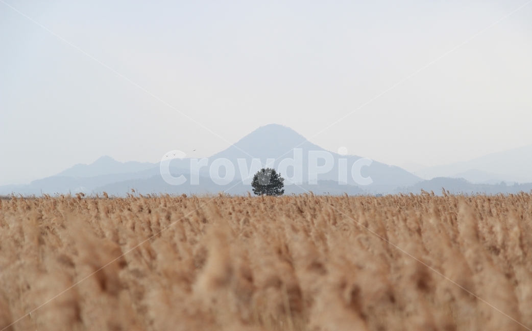 나무,갈대,순천만,풍경,자연,자연,풍경,nature,landscape,한국자연풍경,한국자연경관,korea nature landscape,plant,식물,food,식품,produce,생기게 하다,vegetable,야채,grain,곡물,음식
