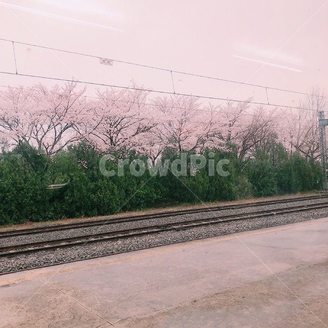 벚꽃,기찻길,꽃,봄,봄날