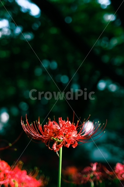 꽃,꽃무릇,자연,풍경,보케,아웃포커싱,식물,자연,plants,nature,꽃,flower,감성,sensible,feeling