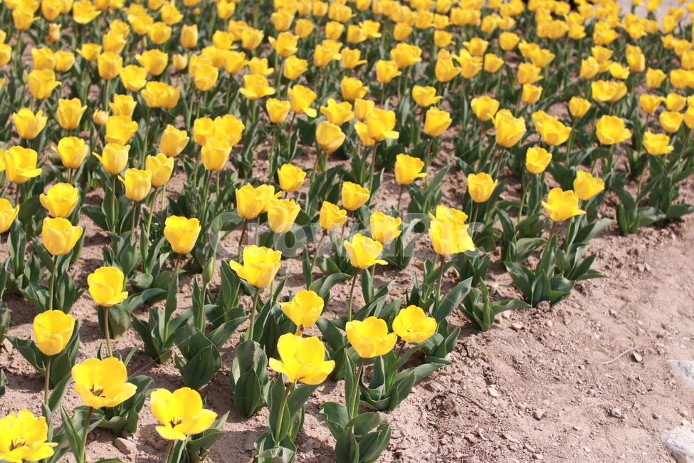 튤립,tulip,봄꽃,folwer,노란튤립,yellowtulip,식물,plants,화단,정원,garden,노란색,yellow,꽃축제,봄,spring,꽃