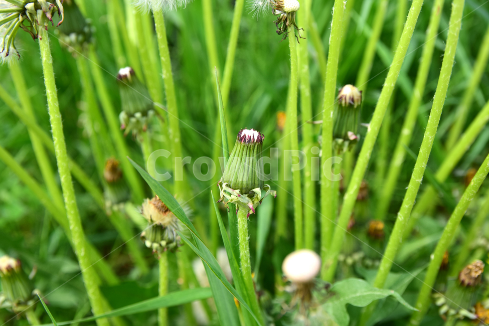민들레,민들레홀씨,홀씨,감성사진,식물,자연,감성,꽃,plant,flower,nature,힌색,솜털,줄기