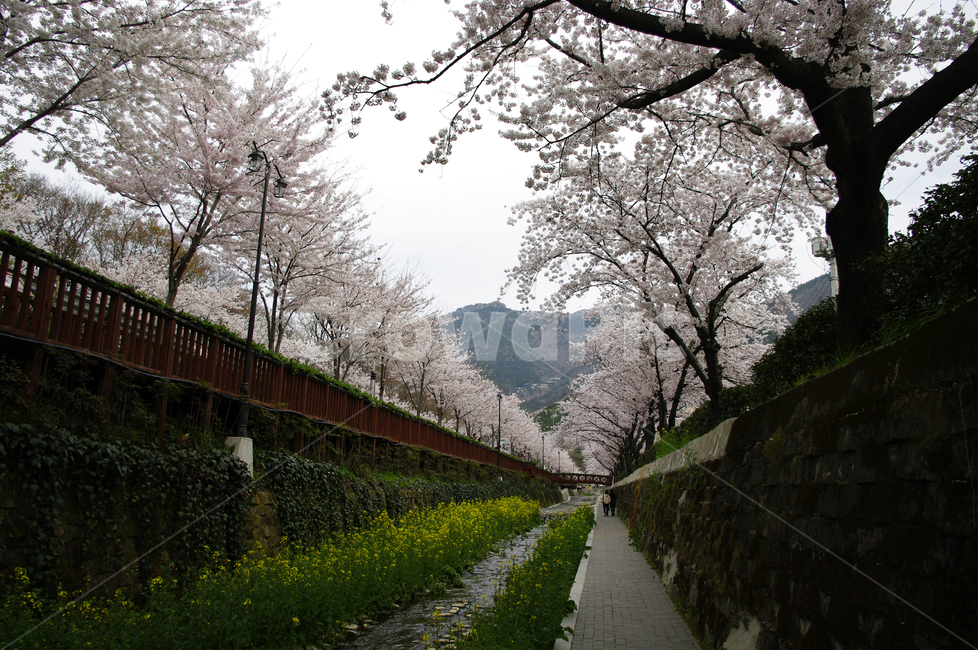 여좌천,벚꽃나무,진해,봄,꽃,식물,풍경,봄,계절,spring,season,flower,cherry blossom,벚꽃,plant,blossom