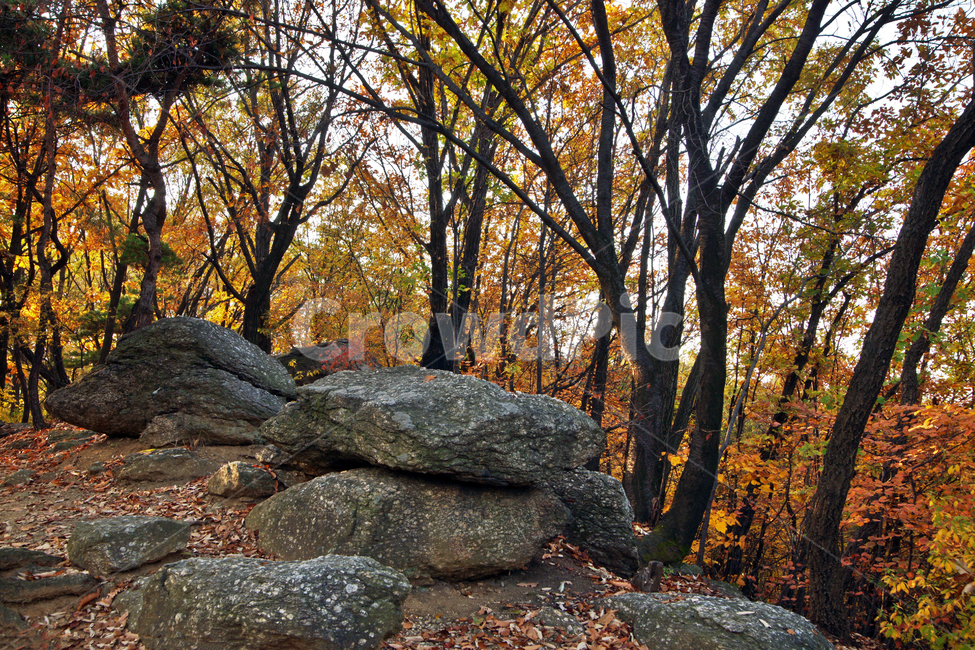 숲,자연,가을,계절,단풍,낙엽,바위,가을,계절,fall,autumn,season,자연,풍경,nature,landscape