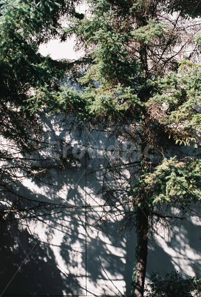 아파트,둔촌주공아파트,나무,그림자,재건축,식물,자연,plants,nature