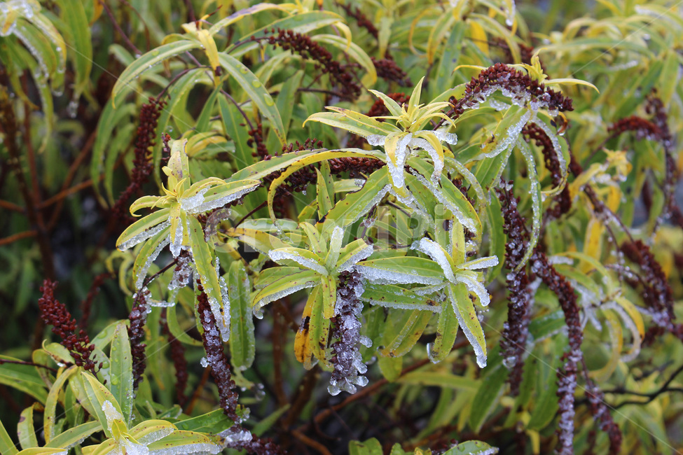 plant,식물,서리,얼음,언식물,자연,nature,풀,정글,jungle,밀림,rainforest,삼림지,숲,forest,식물,자연,plants,nature