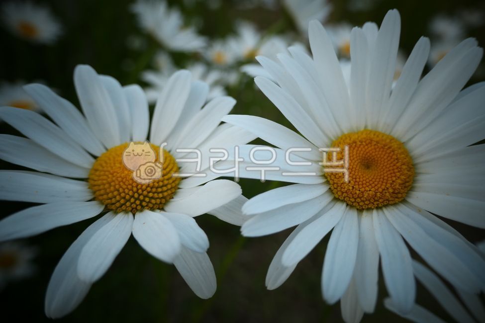 데이지,꽃,플라워,꽃잎,flower