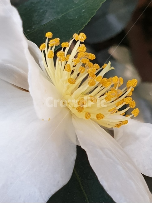 꽃,자연,식물,배경,감성,힐링,흰동백,동백,겨울꽃,식물,자연,plants,nature,꽃,flower