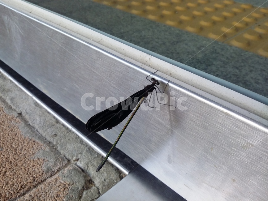 곤충,insect,동물,잠자리,animal,곤충,벌레,insect,bug