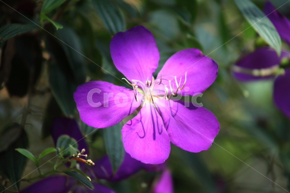 터보치나,꽃,식물,tibouchinaurvilleana,flower,식물,자연,plants,nature,꽃,flower