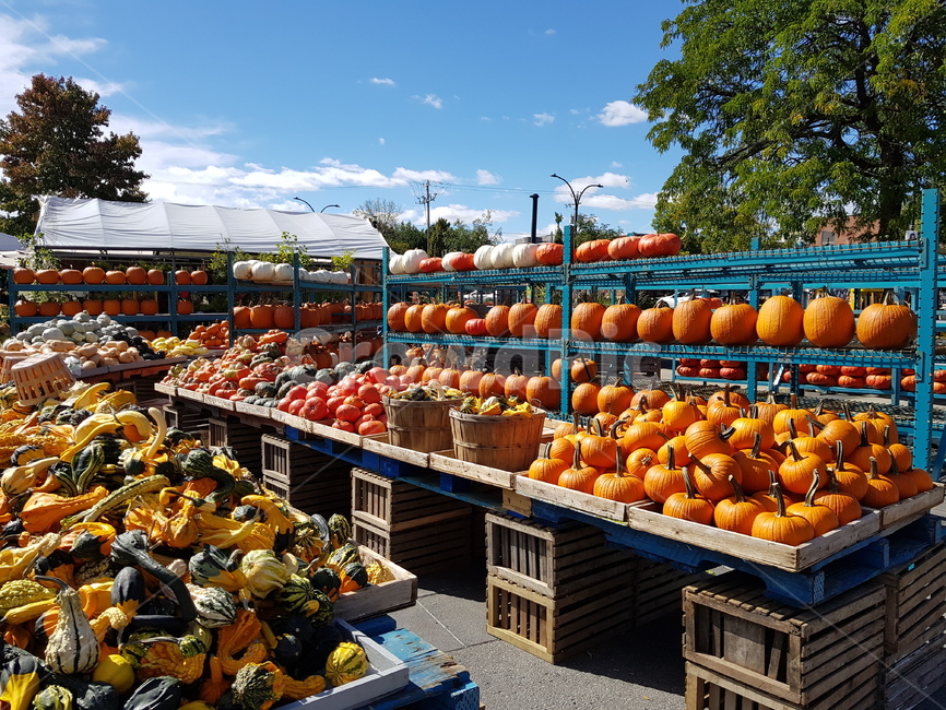 호박,할로윈,halloween,10월,시장,market,가을,농산물,햇빛,bluesky,할로윈장식,특이한,축제,음식,food,sunny,음식,식재료,요리,food,cook,meal,dishes,food reserves,채소,야채,vegetables