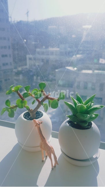다육이,식물,기린,화분,따스한,오후