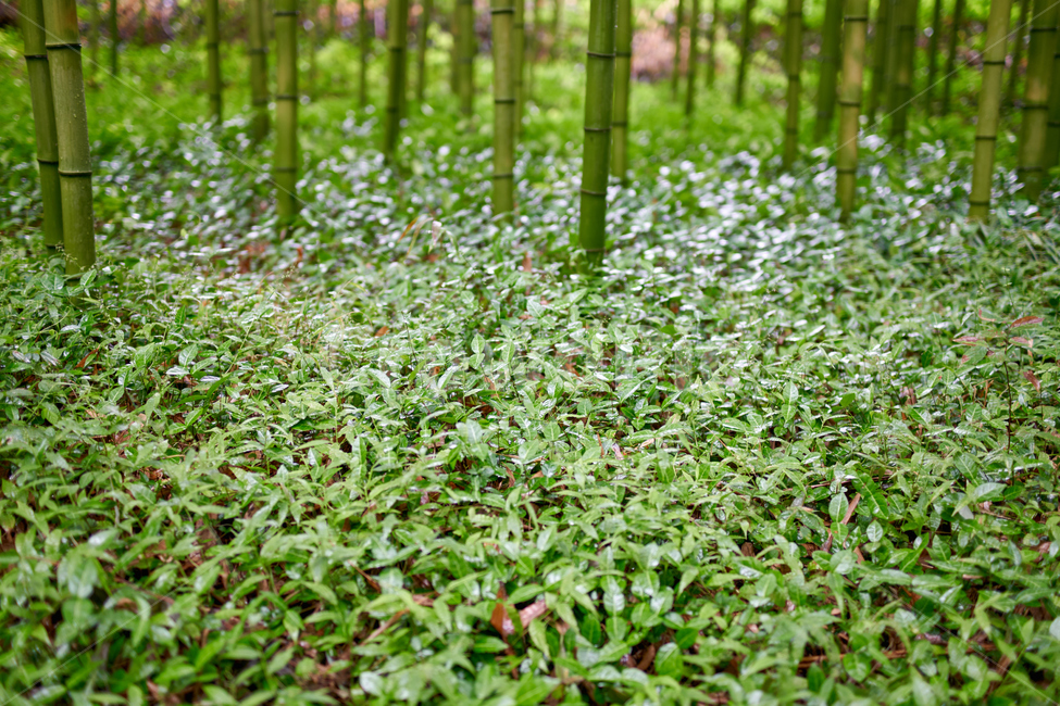 비,자연,휴식,대나무,숲,연두,green,clolor,배경,식물,자연,plants,nature