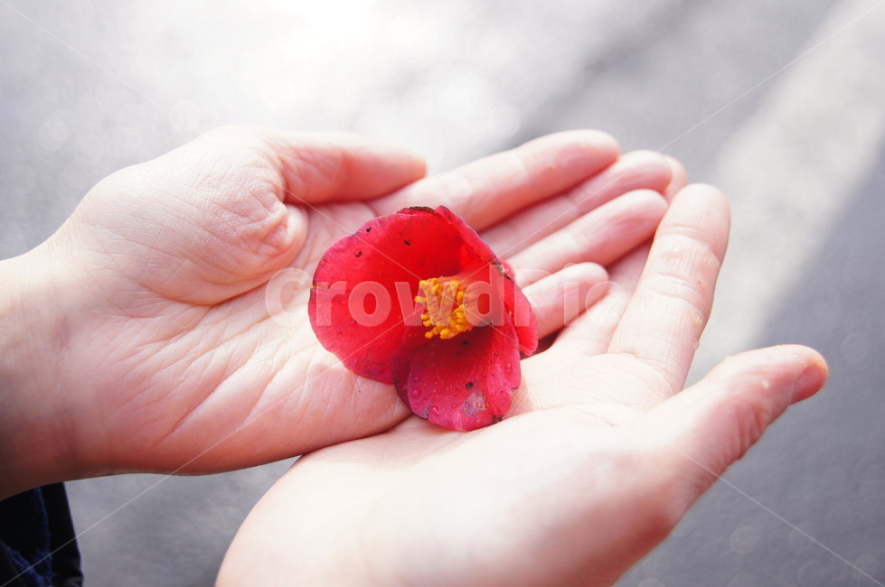 동백,제주도,여자손,손,동백꽃,자연,꽃,flower,사람,인물,인간,human,person,신체일부,몸,body,감성,sensible,feeling