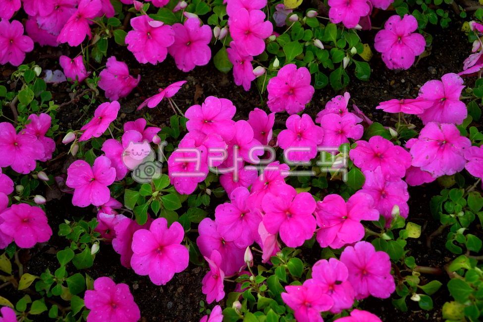 서양봉선화,임파첸스,impatience,flower,꽃,blossom,식물,plant