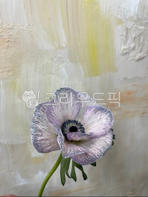 생화염색,아네모네,꽃염색,아네모네염색,꽃,꽃한송이,flower,식물,자연,plants,nature,꽃,flower