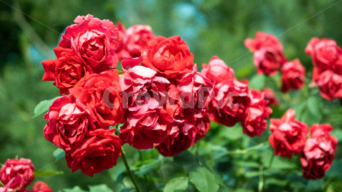 장미,장미꽃,rose,꽃,flower