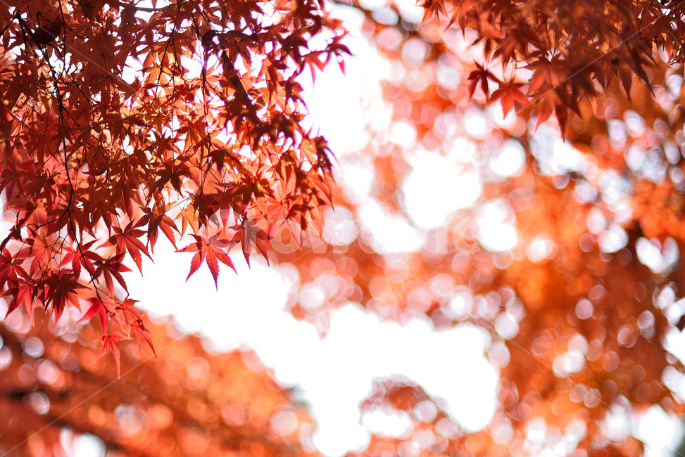 단풍,단풍잎,식물,단풍나무,가을,붉은,가을,계절,fall,autumn,season