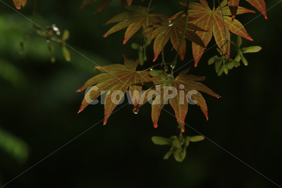 비,풍경,빗방울,소경,rain,비오는소경,식물,자연,plants,nature