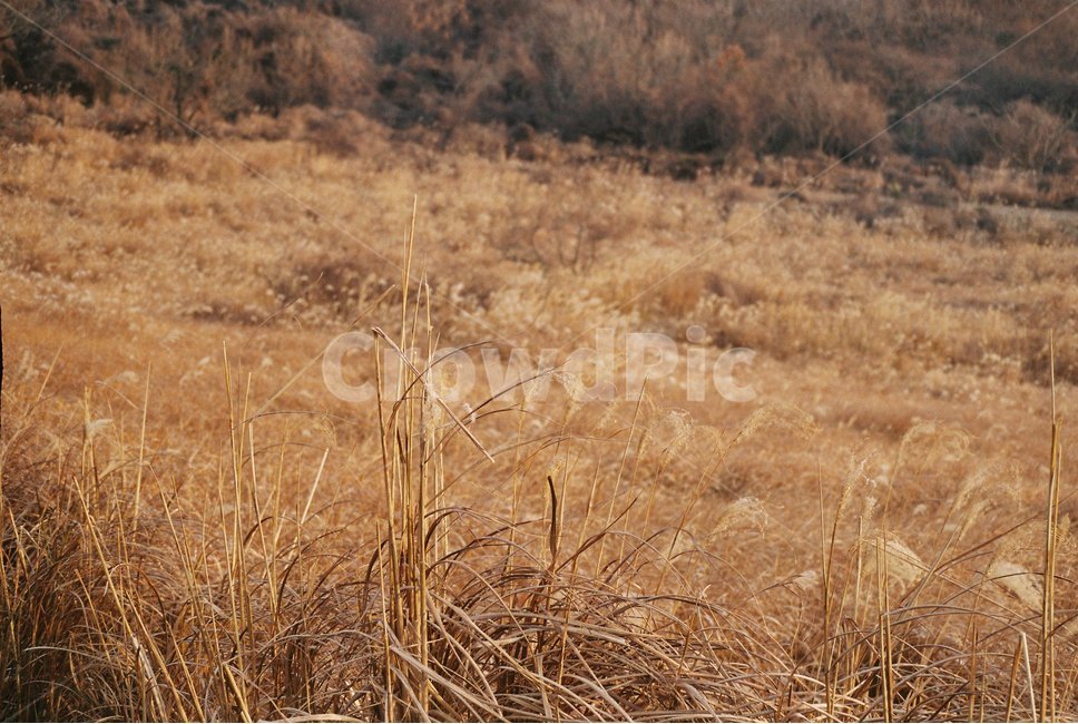 제주도,새별오름,갈대,언덕,갈색,풍경,배경,필름카메라,필름,가을,계절,fall,autumn,season,자연,풍경,nature,landscape,grass,잔디,plant,식물