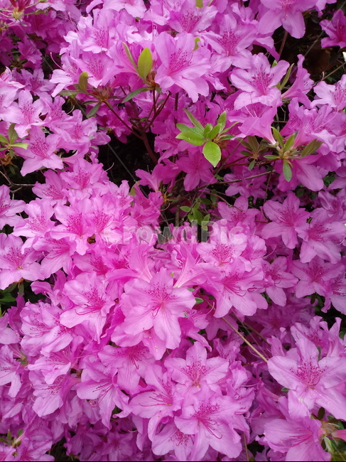 철쭉,smilerosebay,진달래과,식물,봄꽃,개꽃나무,springseasonflower,척촉화,낙엽관목,관상용