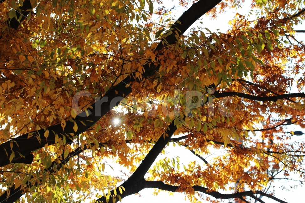 단풍,나무,가을배경,가을풍경,가을나무,가을,계절,fall,autumn,season,식물,자연,plants,nature,나무,trees,wood,leaf,잎,plant,tree,tree trunk,나무 줄기