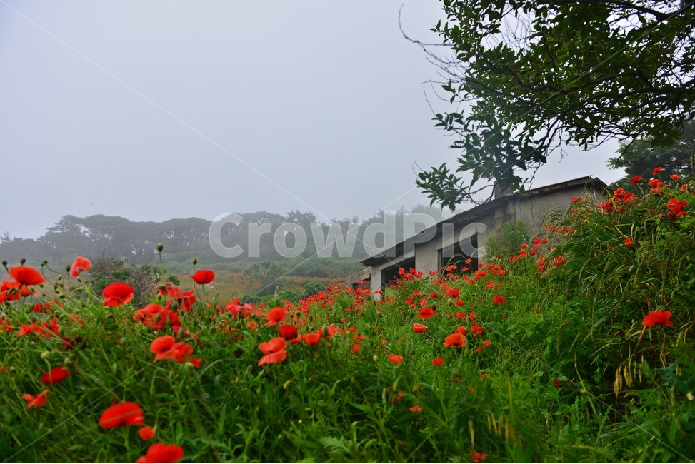 경남,통영,소매물도,해변,해안,landscape,경치,nature,자연,outdoors,옥외,scenery,풍경,꽃양귀비,폐가,창고,안개,해무
