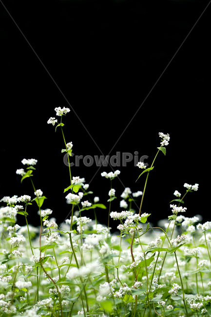 메밀,메밀꽃,메밀밭,봉평메밀,메밀꽃축제,식물,꽃,식물,자연,plants,nature,꽃,flower